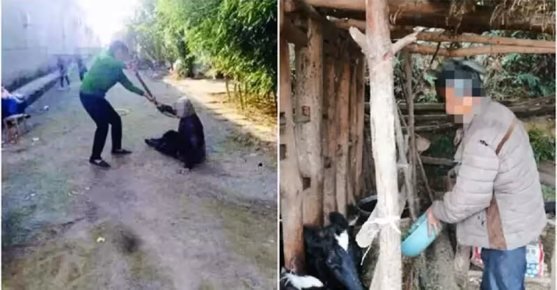 8旬婆婆遭兒媳虐待住牛圈靠吃生南瓜過活，兒子揚言：誰都不准給飯吃，誰給飯誰養