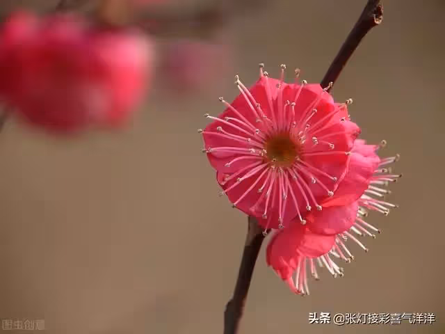 媽媽請您尊重我 不要催婚催生 我不想結婚 您不要老逼我去相親
