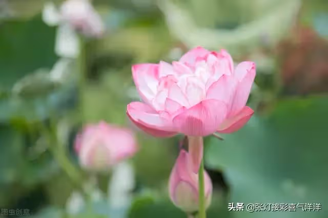 媽媽請您尊重我 不要催婚催生 我不想結婚 您不要老逼我去相親