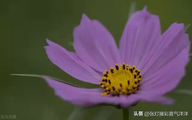 媽媽請您尊重我 不要催婚催生 我不想結婚 您不要老逼我去相親