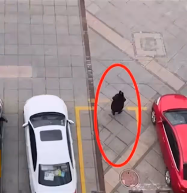 大媽為兒子人肉占車位,白車司機態度和善好心溝通,無奈大媽太強硬惡語相向,下秒一套瀟灑操作引全網讚