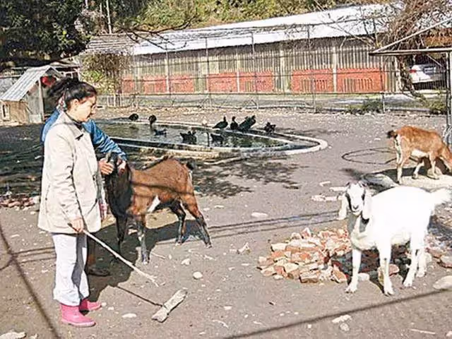返璞歸真!「鐵肺歌后」甄妮息影后回歸田園,69歲打理農場種菜種花「親力親為」,為紀念亡夫生下一女:敬佩這個女人