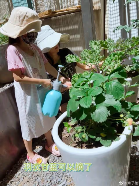 章子怡帶子女種菜　自家菜園大到像公園？