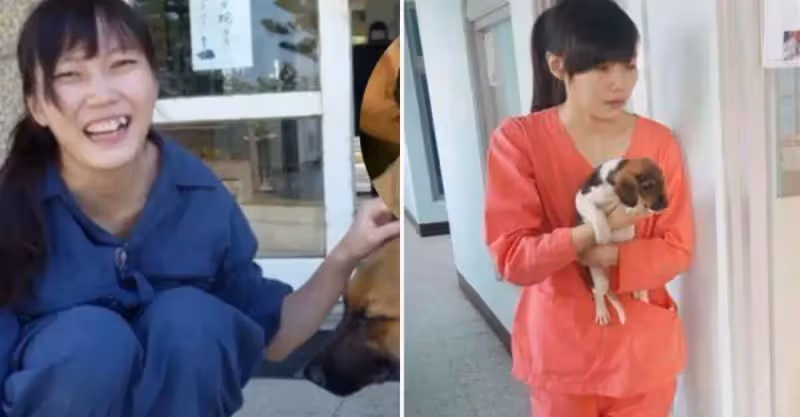 「最美收容所長」台灣女孩簡稚澄，給700隻流浪狗安樂後，被攻擊是「屠夫」卻將最後一針留給了自己