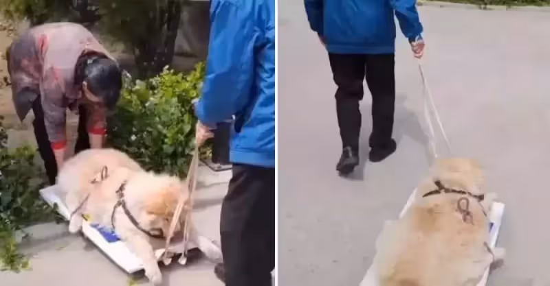 陪伴主人16年的狗狗已走不動路， 老夫妻每天用拖板車拉它曬太陽！