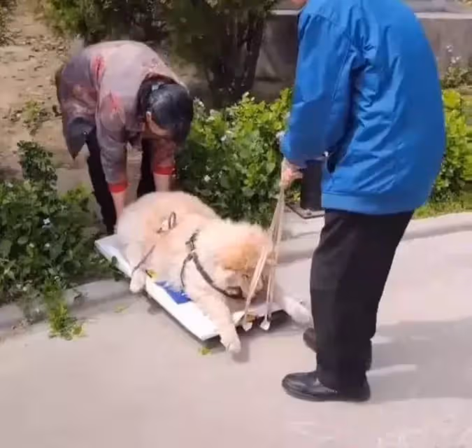 陪伴主人16年的狗狗已走不動路, 老夫妻每天用拖板車拉它曬太陽!