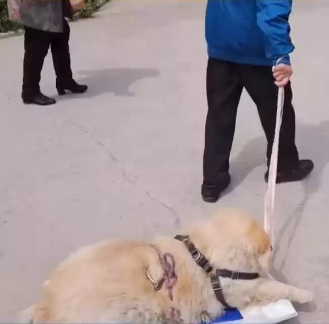 陪伴主人16年的狗狗已走不動路, 老夫妻每天用拖板車拉它曬太陽!