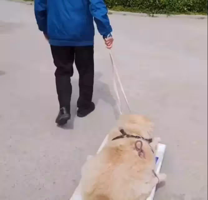 陪伴主人16年的狗狗已走不動路, 老夫妻每天用拖板車拉它曬太陽!