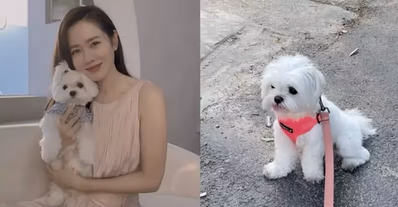澄清「懷孕傳聞」後，孫藝珍曬近況，遛狗散步