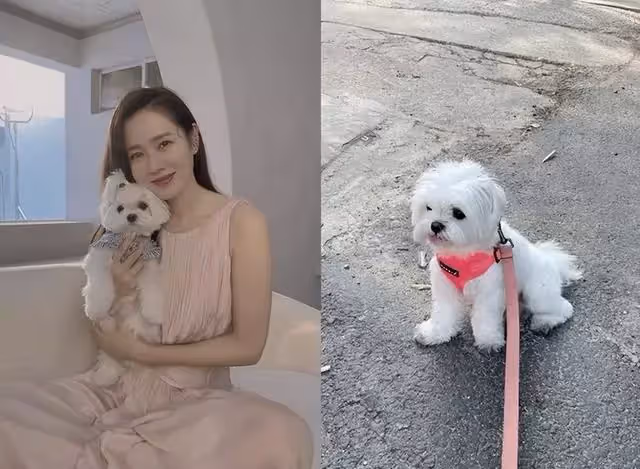 澄清「懷孕傳聞」後,孫藝珍曬近況,遛狗散步