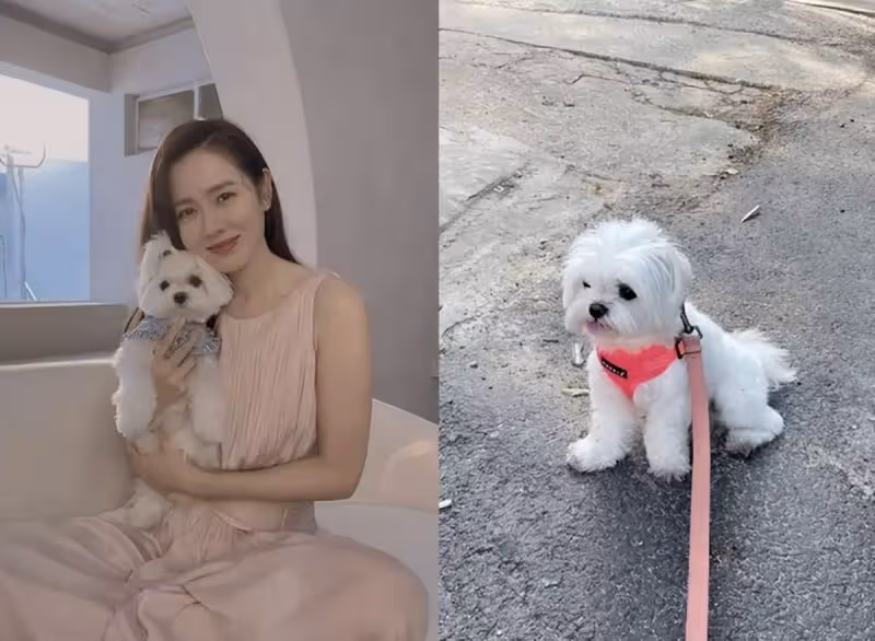 澄清「懷孕傳聞」後,孫藝珍曬近況,遛狗散步