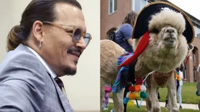Johnny Depp深夜開TikTok　Amber Heard火速怒轟