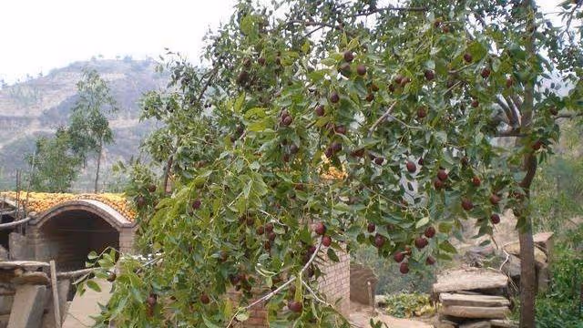 弟妹來我店理髮,我收她一百,弟弟打電話責備:自家人還收錢?
