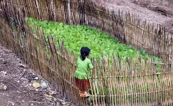 漂亮越南媽媽嫌棄跑了,6歲女童和爺爺留守大山相依為命,家務活樣樣都在行,儼然家裡的小主人