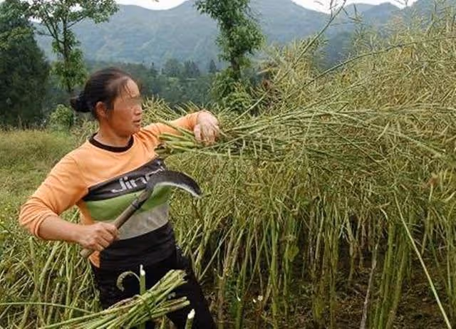 朋友借我6萬後消失不見,5年後他妻子上門找我說還債,我傻了