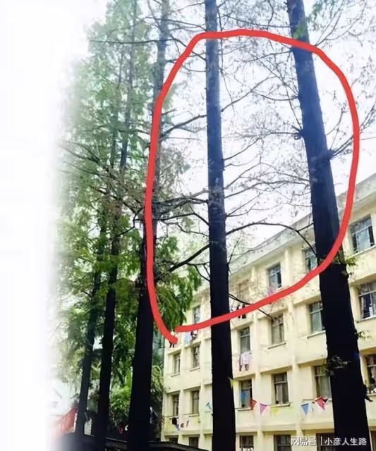 這些劇組好缺德:損害國家稀有植物、破壞國家5A景區,膽真大