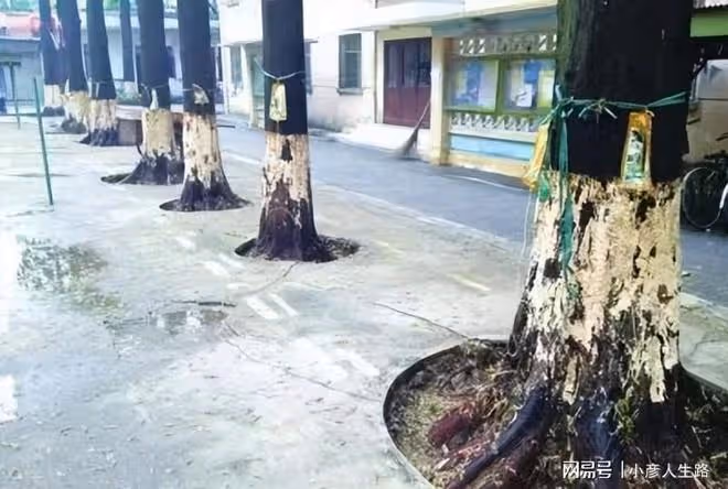 這些劇組好缺德:損害國家稀有植物、破壞國家5A景區,膽真大