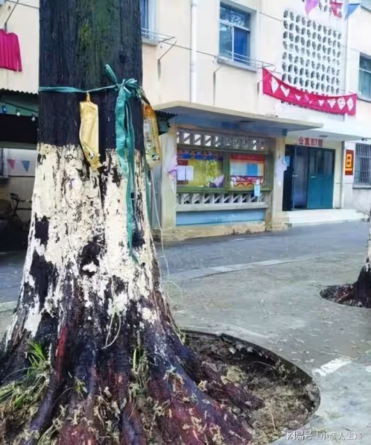 這些劇組好缺德:損害國家稀有植物、破壞國家5A景區,膽真大
