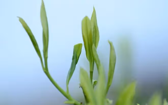 紅茶的「保質期」是多久？家裡的紅茶放3、5年後還能喝嗎？