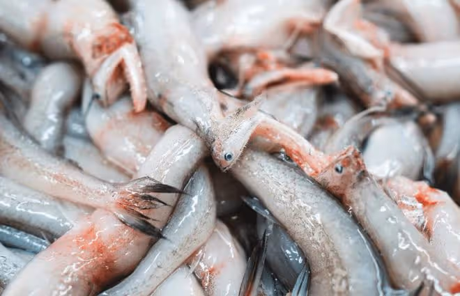 夏天吃魚，專挑這6種海魚，營養肥美又少刺，魚販子都誇你是行家