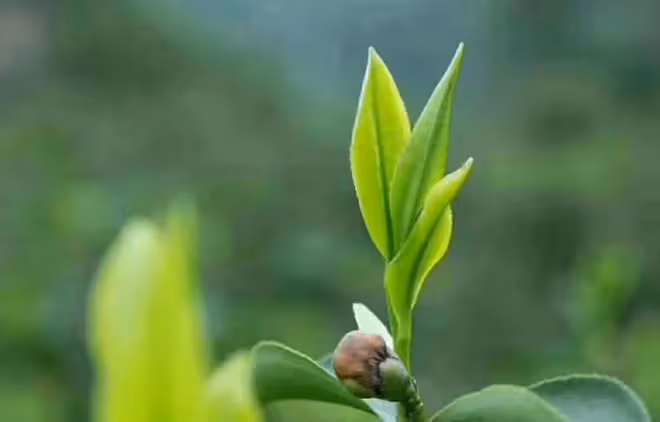 河南50歲包工頭，年入百萬，為啥不喝名茶，卻獨愛這3種廉價茶？