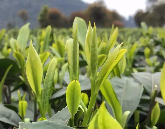 老話說「立夏一杯茶，郎中不找茬」！多喝這3種應季茶，平安入夏