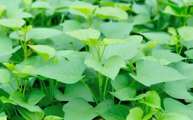 5種素菜鈣含量比牛奶高！菜地里的「天然鈣庫」，第1名經常被你扔掉