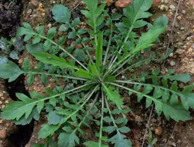 5種素菜鈣含量比牛奶高！菜地里的「天然鈣庫」，第1名經常被你扔掉