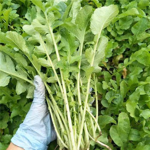 5種素菜鈣含量比牛奶高！菜地里的「天然鈣庫」，第1名經常被你扔掉