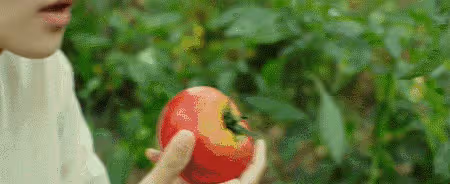 一個西紅柿能防多種癌！幾種滋味吃法，酸酸甜甜，連湯都不想剩下！