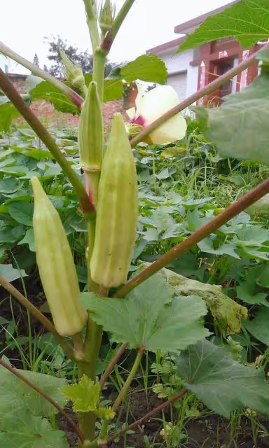 八大養身蔬菜助你安度夏天，附8道素食譜