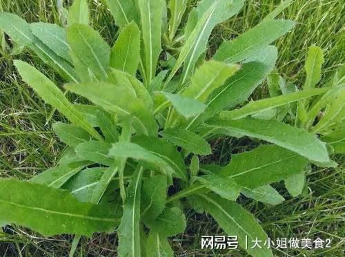 「小滿將至，吃苦為宜」，多吃三種苦味食物，順時而食，安穩度夏