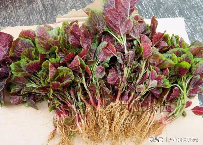 初夏到來，這五種蔬菜和五月更配，營養豐富，清熱去火，涼拌絕了