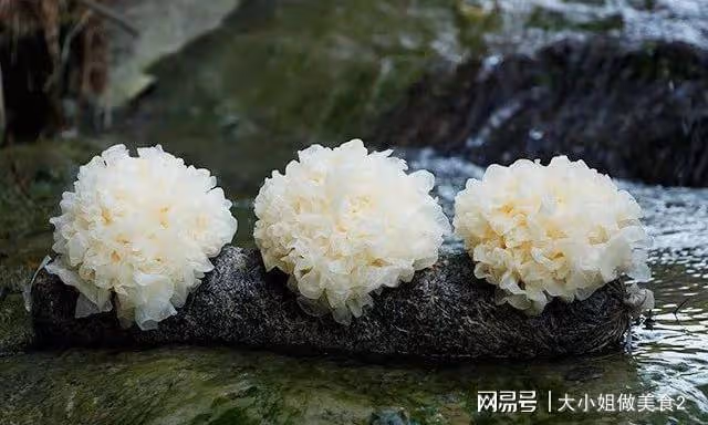 春天適合吃銀耳，可燉可炒可拌，營養豐富，美味不可錯過