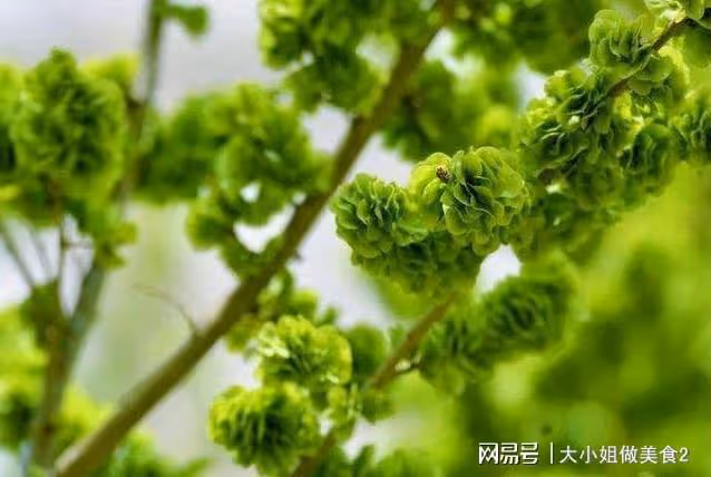 春天的味道，榆錢的三種吃法，簡單好做，這樣的美味錯過再等一年