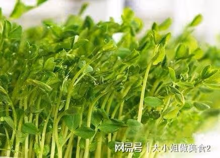 春季吃芽菜好處多，順應時令，有助陽氣生髮，一年之中獨有的美味