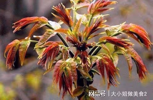 春季吃芽菜好處多，順應時令，有助陽氣生髮，一年之中獨有的美味