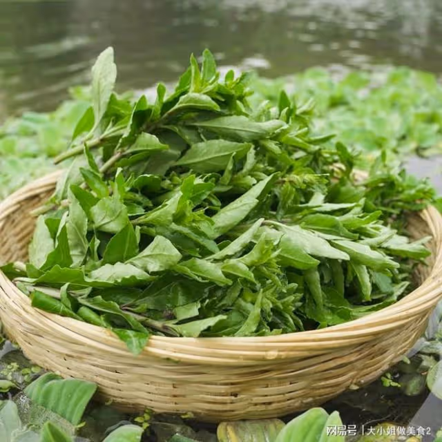 春季吃芽菜好處多，順應時令，有助陽氣生髮，一年之中獨有的美味