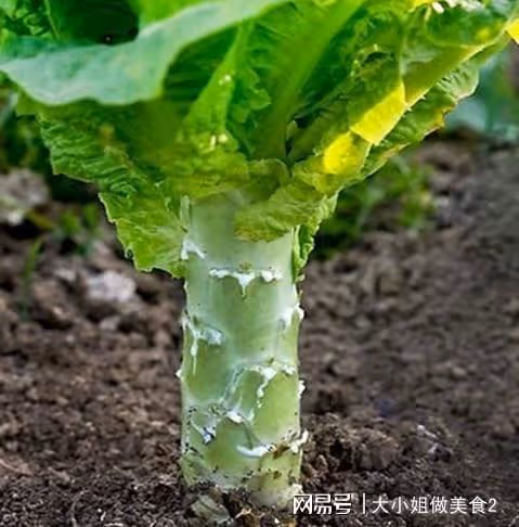 春季吃筍這三筍不可少，味道鮮美，口感脆爽，快給家人安排上吧！