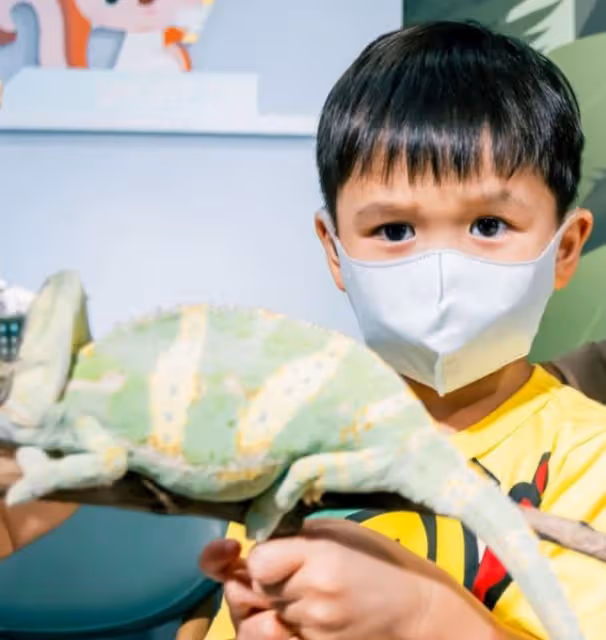 胡杏兒3歲二兒子開派對慶生，把蛇掛脖子觸摸蜘蛛蜥蜴，膽子太大