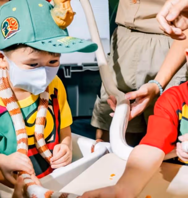 胡杏兒3歲二兒子開派對慶生，把蛇掛脖子觸摸蜘蛛蜥蜴，膽子太大