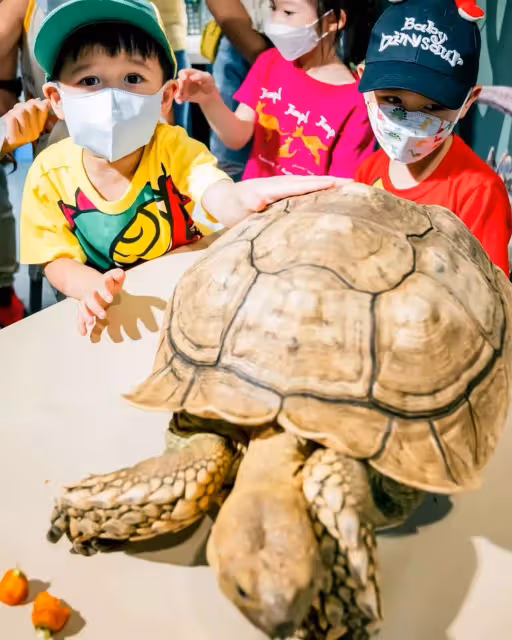 胡杏兒二兒子3歲了!奕霖「把蛇掛脖子+摸蜘蛛蜥蜴」膽子超大,對鏡燦笑「五官」更像媽媽