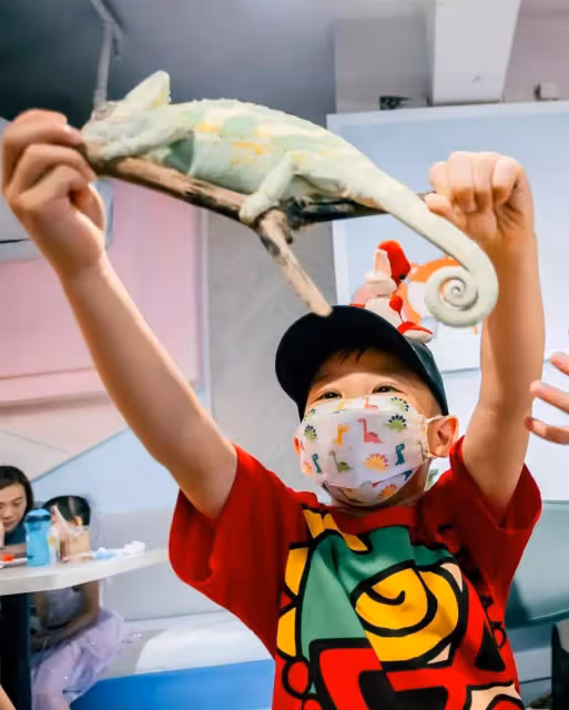 胡杏兒二兒子3歲了!奕霖「把蛇掛脖子+摸蜘蛛蜥蜴」膽子超大,對鏡燦笑「五官」更像媽媽