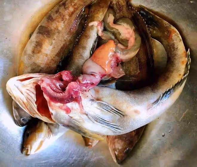 魚身上「最精華」的3個部位，魚販子都留下自己吃，比魚翅還珍貴
