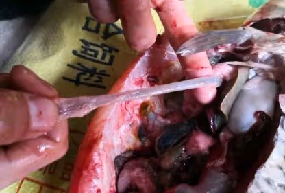 魚身上「最精華」的3個部位，魚販子都留下自己吃，比魚翅還珍貴