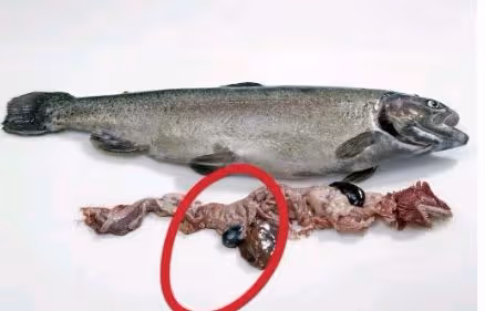 魚身上「最精華」的3個部位，魚販子都留下自己吃，比魚翅還珍貴