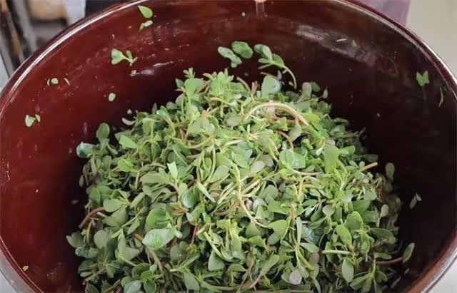 馬齒莧這個做法太好吃了，不炒不涼拌，一次做一盆不夠吃，真香