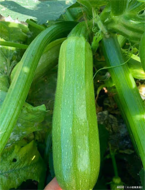減肥常吃的十大蔬菜熱量排名，經常吃的它才排第十