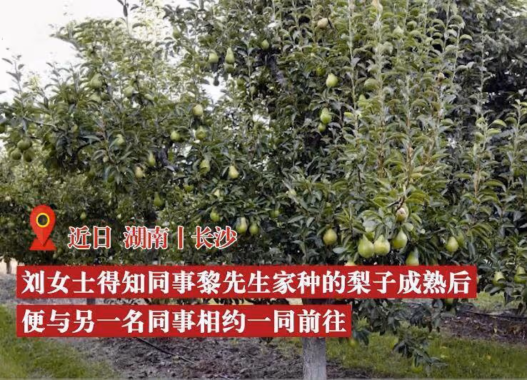 女子跑到同事家果園摘梨吃,不慎被落梨砸中眼睛,向同事索賠13萬,他委屈:朋友還能做嗎