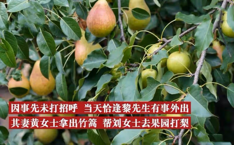 女子跑到同事家果園摘梨吃,不慎被落梨砸中眼睛,向同事索賠13萬,他委屈:朋友還能做嗎